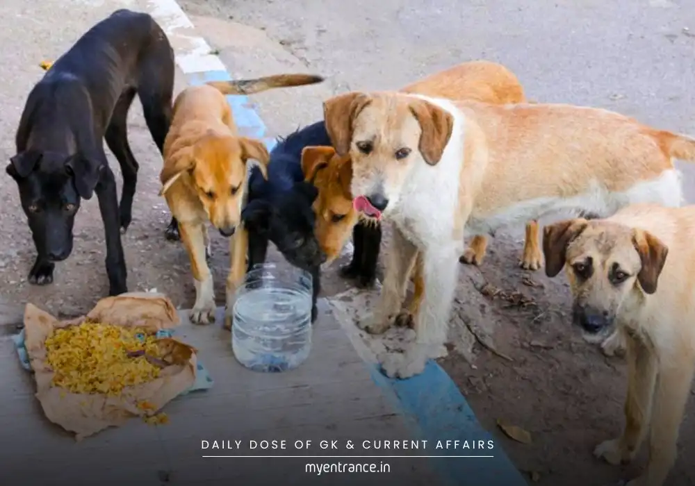 The Stray Dog Dilemma: What Supreme Court Remarks Mean for RWAs & Animal Lovers