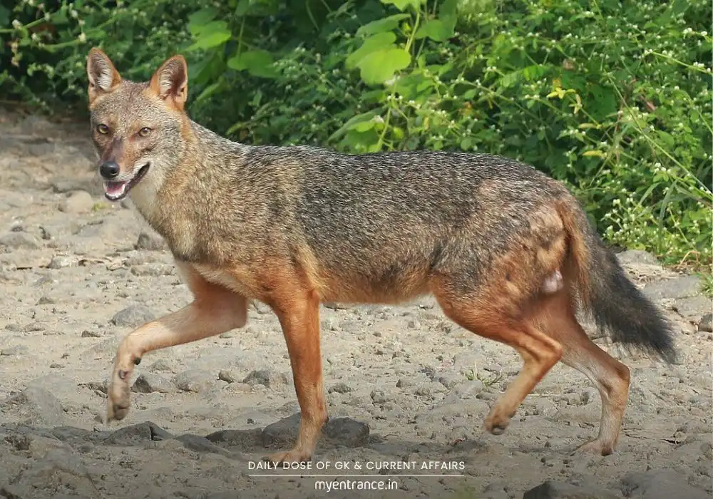 Kerala is Home to 30,000 Golden Jackals