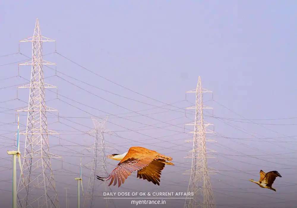 Great Indian Bustard in grassland habitat with transmission lines, symbolizing conservation-energy conflict in Rajasthan and Gujarat.
