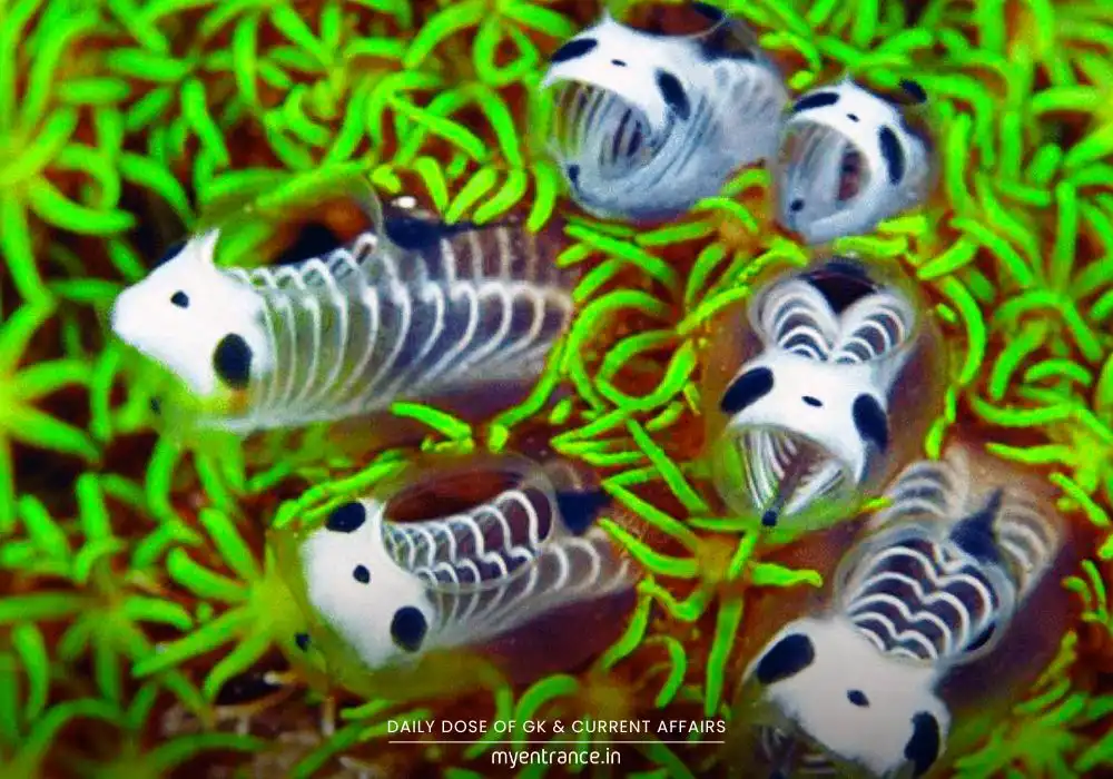 How Was the Panda Sea Squirt Discovered