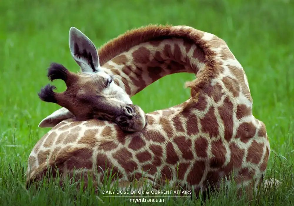 Giraffe, bullfrog, jellyfish, sea urchin, and elephant in natural habitats - animals that rarely sleep