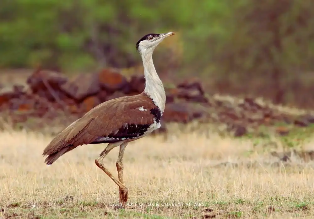 Great Indian Bustard in grassland habitat with transmission lines, highlighting conservation challenges in Rajasthan and Gujarat.