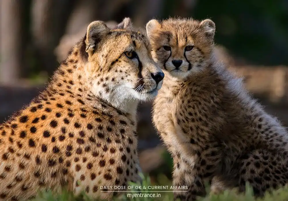 African cheetah in grassland habitat with Indian and African flags blended subtly in background