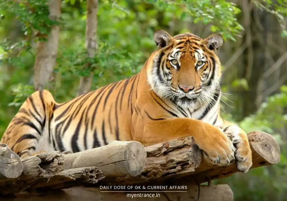 Royal Bengal Tiger (Panthera tigris) in its natural habitat – India’s national animal and a key species for competitive exams.