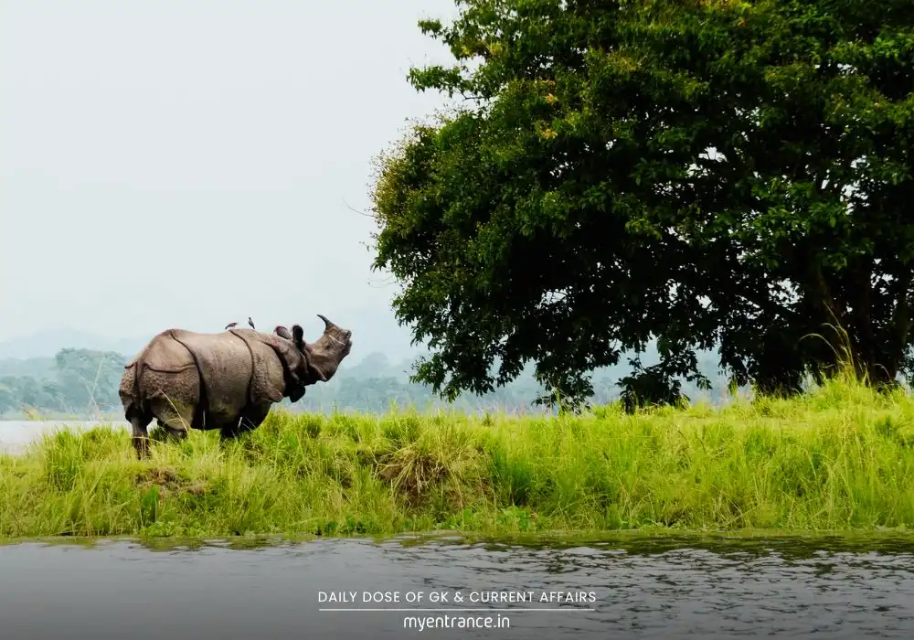 Grassland habitat in Kaziranga National Park showcasing diverse bird species and tigers in Assam's wilderness