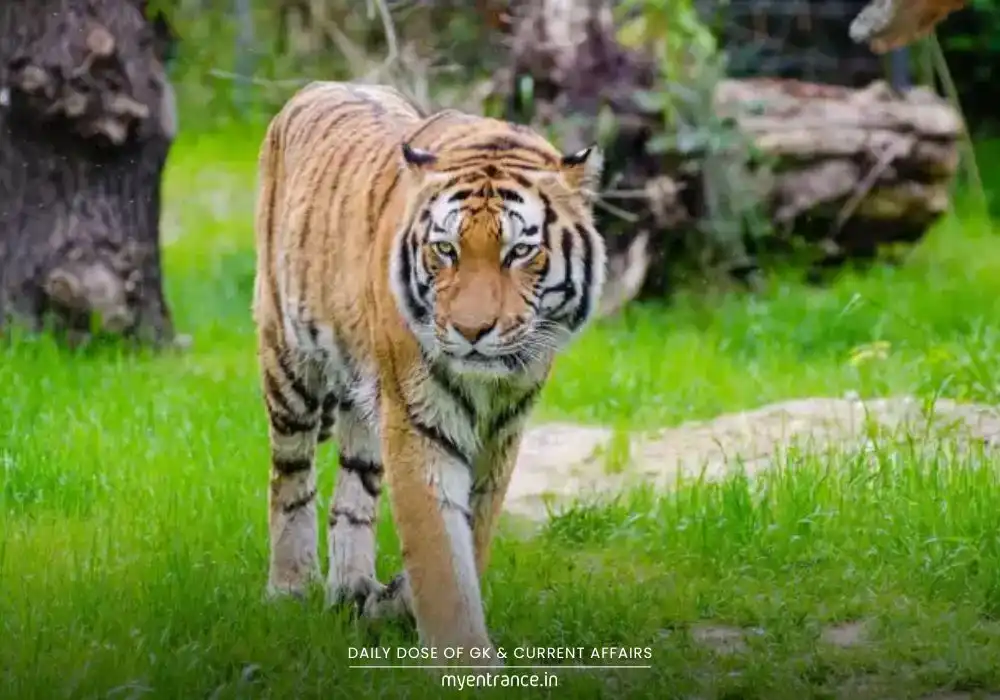How Kaziranga Counted 148 Tigers (And Why UPSC Aspirants Care)