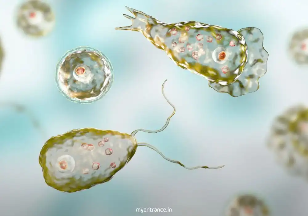 What is the 'Brain-Eating Amoeba and the Science of Primary Amoebic Meningoencephalitis (PAM)