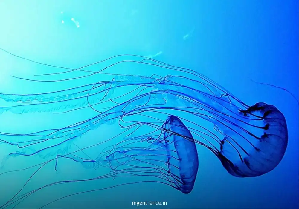 Transparent box jellyfish with long tentacles in tropical ocean waters – deadly marine biology example for competitive exams.