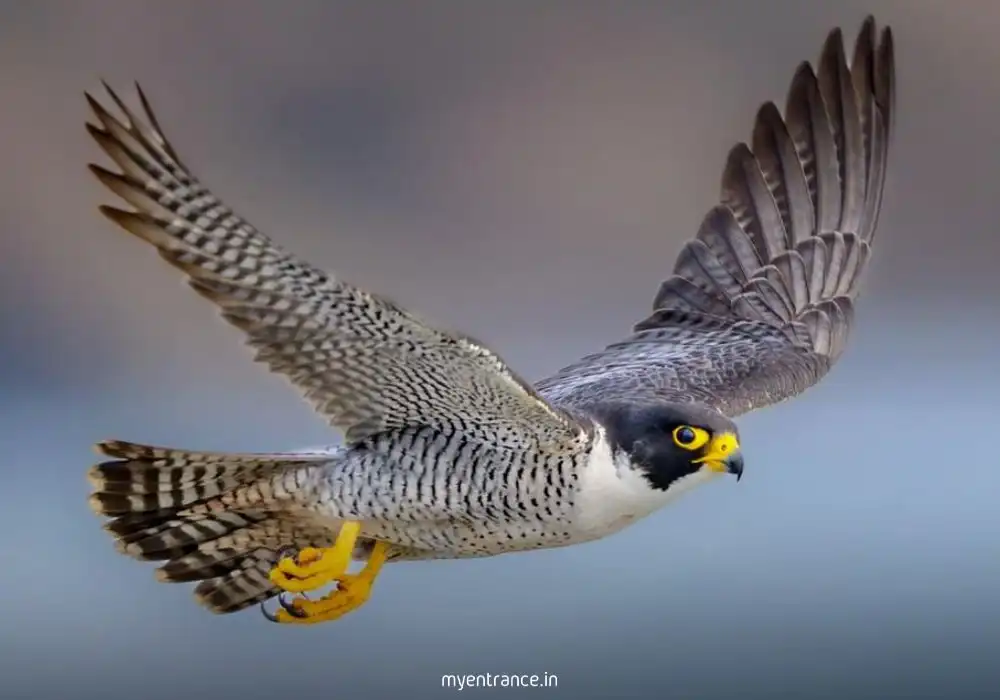 Peregrine falcon mid-dive: world's fastest animal in hunting stoop over mountainous terrain