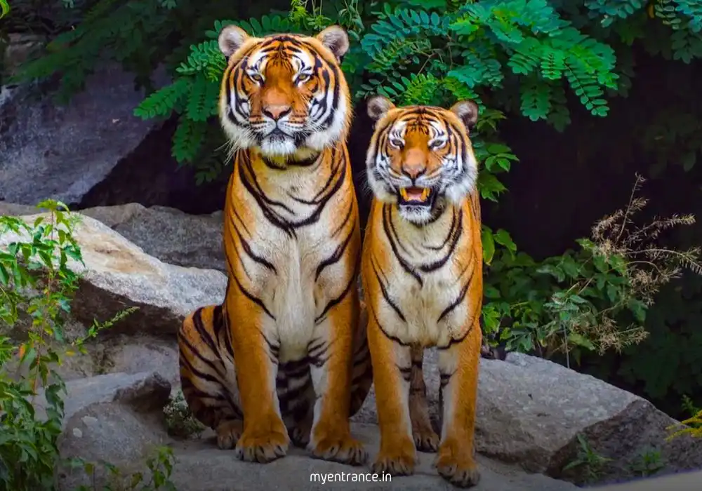 Boost for Sundarbans Tiger Reserve