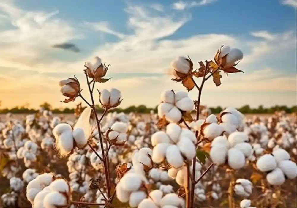 Cotton Import Duty Cut: The Role of MSP and the Cotton Corporation of India (CCI)