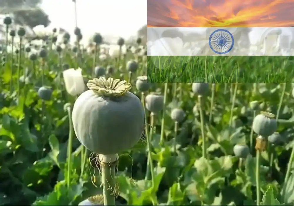 India's Opium Poppy Policy: Key Insights for Competitive Exams 2025-26