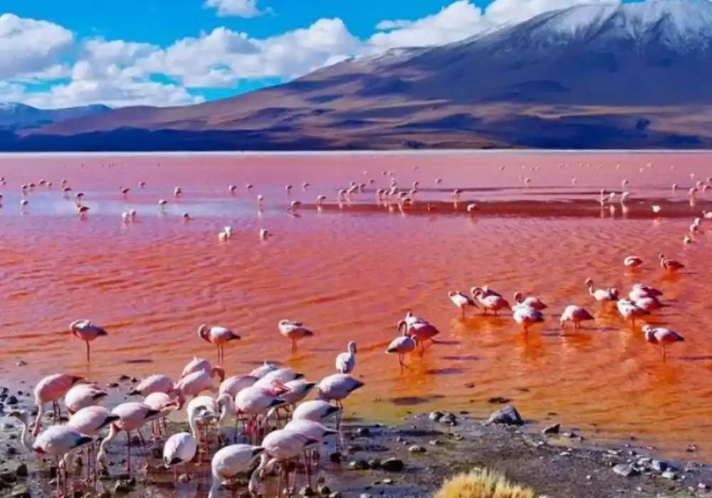 Why Lake Natron's Flamingos Are Making Global Headlines