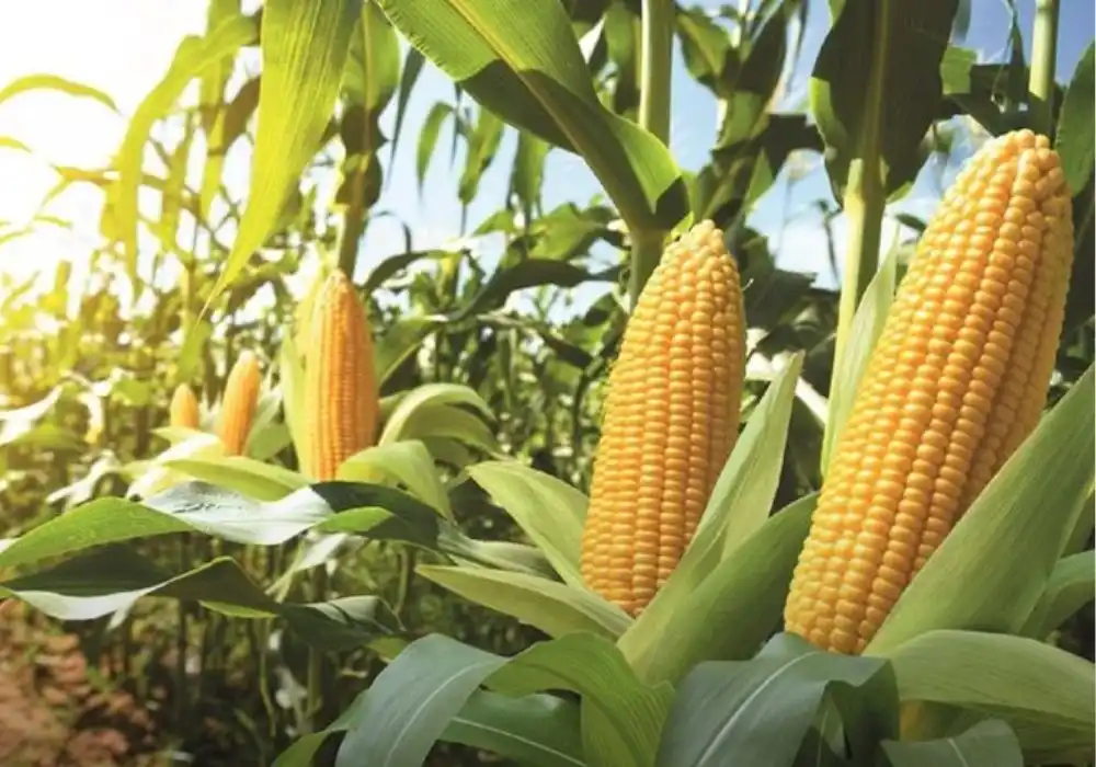 What is The Core Issue Driving The India-US Corn Trade Dispute?