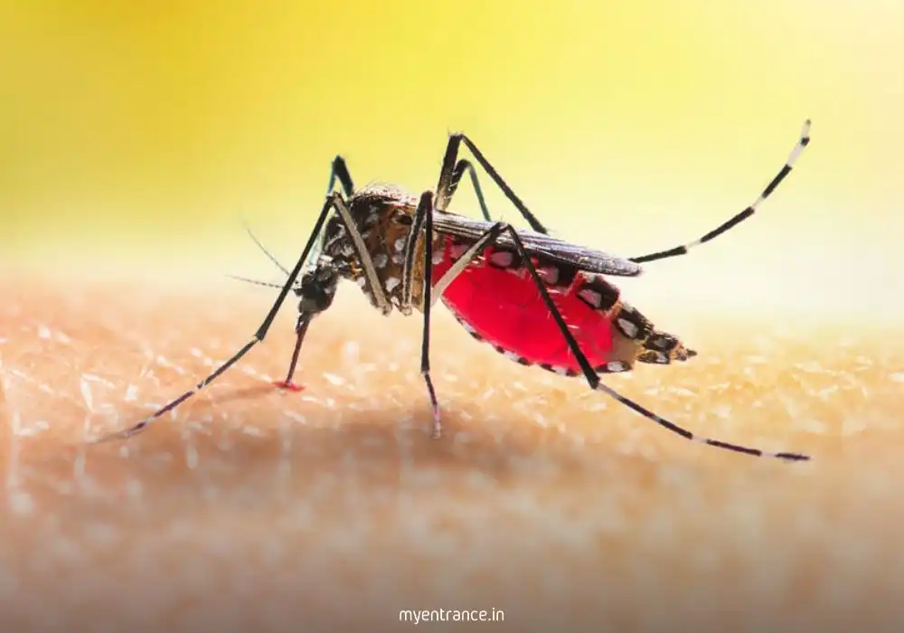 Why India's Dengue & Malaria Battle: Government's Proactive Approach