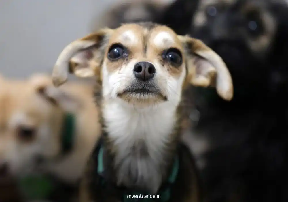 Delhi's Landmark Microchipping Initiative: The Objectives Behind