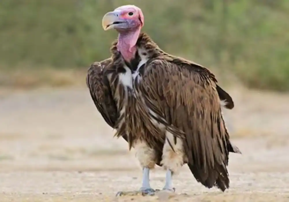 What Happens When Vultures Disappear?