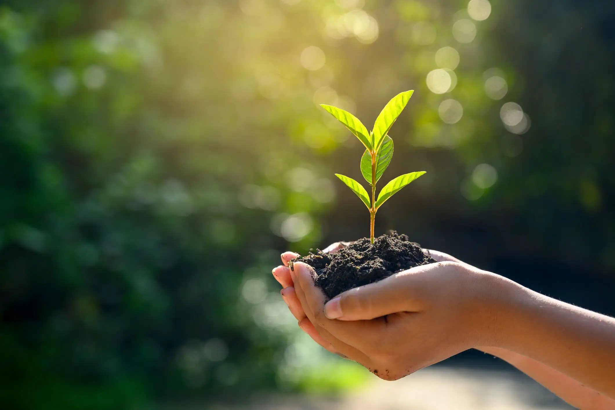 Why Sustainable Food Security