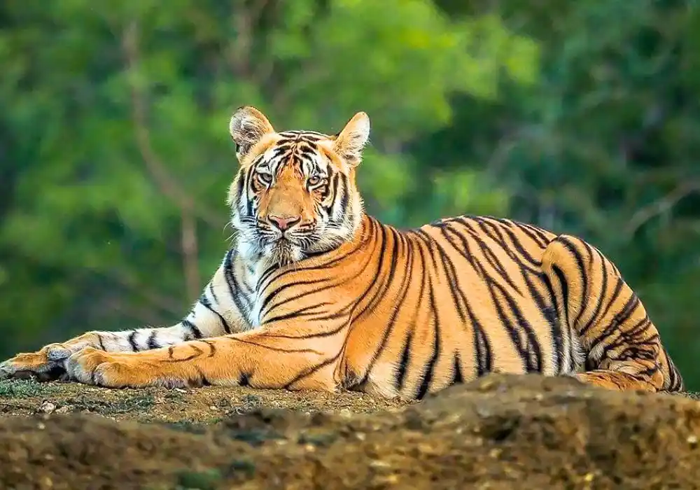 What is The Tigers Outside Tiger Reserves (TOTR) Project?