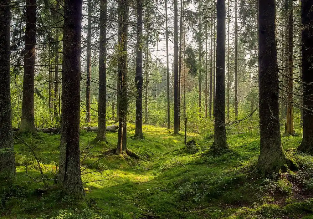 India's Green Ascent: Why Its Top 9 Global Forest Ranking Matters